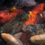 Peces por Susie Castellano Fotografía