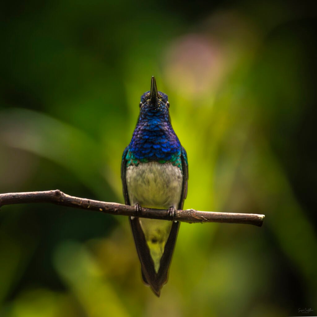 COLIBRI. POR SUSIE CASTELLANO FOTOGRAFIA