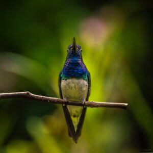 COLIBRI. POR SUSIE CASTELLANO FOTOGRAFIA