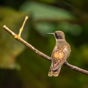 COLIBRI. POR SUSIE CASTELLANO FOTOGRAFIA