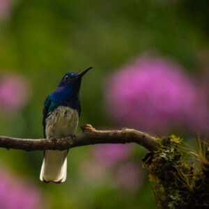 COLIBRI. POR SUSIE CASTELLANO FOTOGRAFIA
