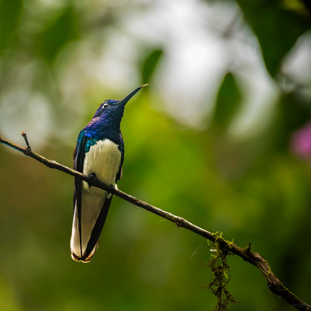 COLIBRI. POR SUSIE CASTELLANO FOTOGRAFIA
