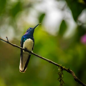 COLIBRI. POR SUSIE CASTELLANO FOTOGRAFIA
