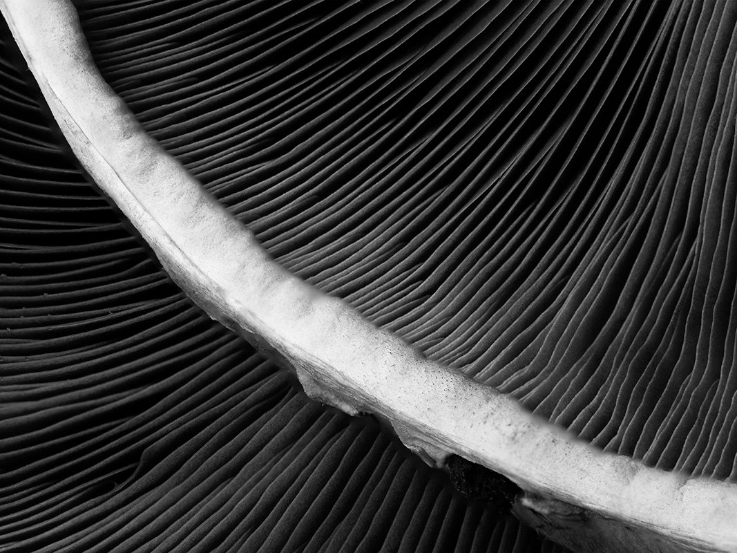 24 MIRADAS EN BLANCO Y NEGRO- SUSIE CASTELLANO FOTOGRAFIA